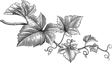 Champagne PM Roger - Feuilles