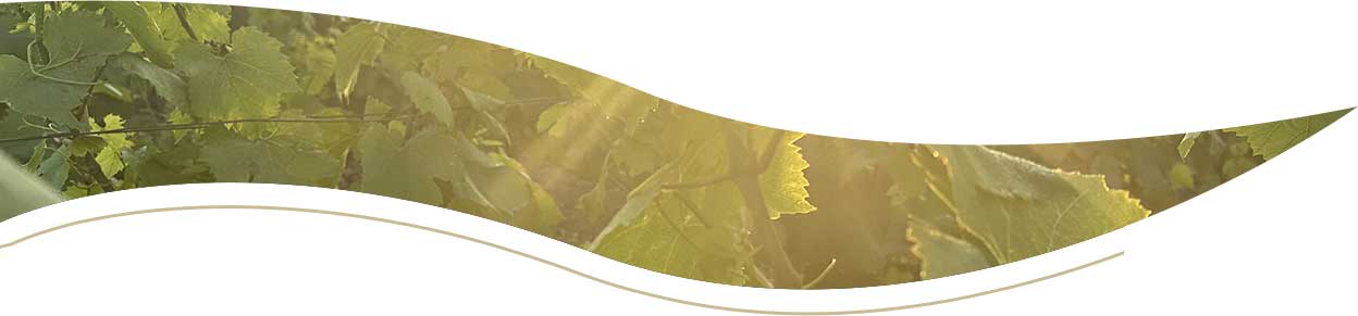 Champagne PM Roger - Gamme