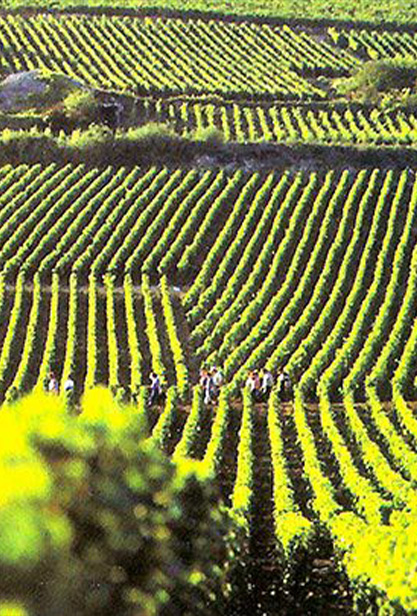 Champagne PM Roger - Cuvées