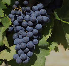 Pinot Meunier